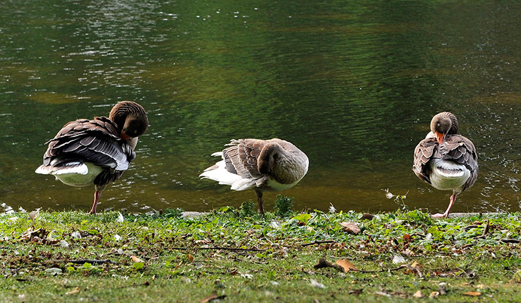 24 hours in pictures: Ducks in St. James Park in London