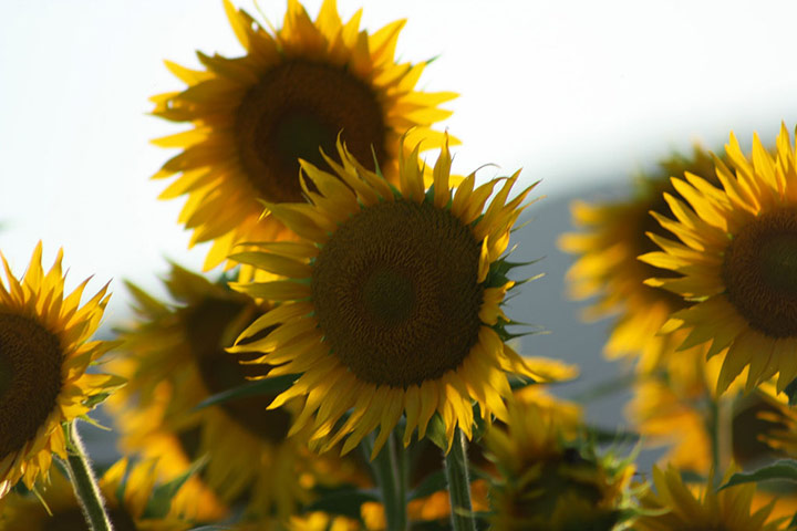 Green Shoots Summer: SophieLauraHughes summer