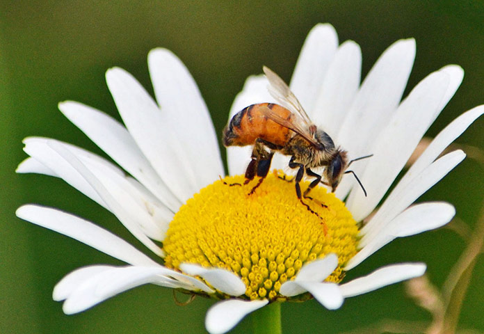 Green Shoots Summer: ctberney summer