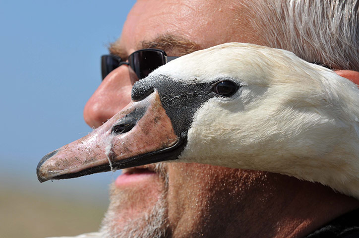 Week in Wildlife: The biggest swan round up in the UK