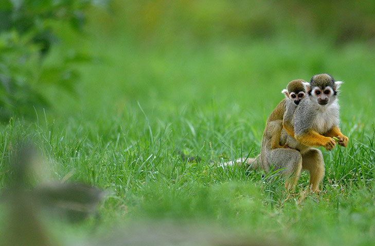 Week in Wildlife: A squirrel monkey carries her baby