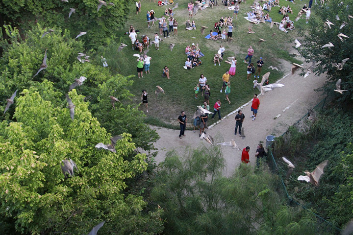 Week in Wildlife: Spectators gather to watch bats