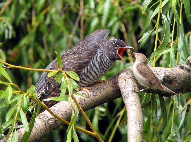 Week in Wildlife: Cuckoo chick burden on host parents