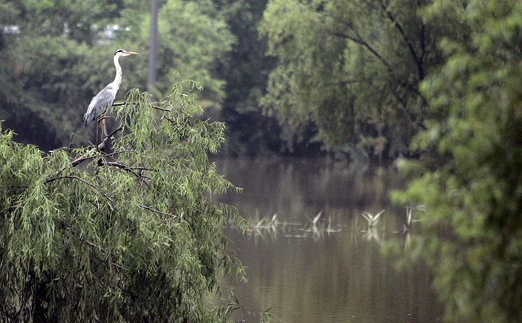 Week in Wildlife: A bird sits on a tree at flooded ecology park