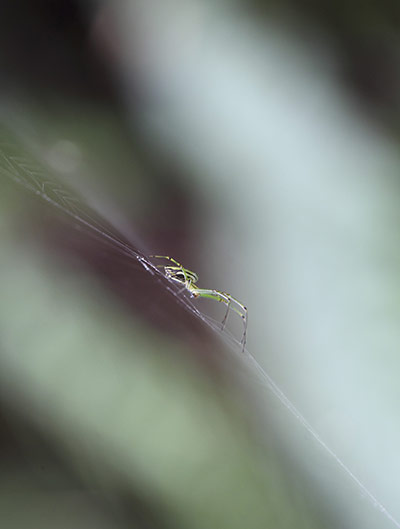 Week in Wildlife: A spider hangs in its web