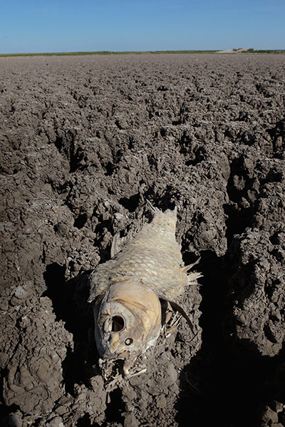 Week in Wildlife: A dead fish decays on the dry bed of a lake