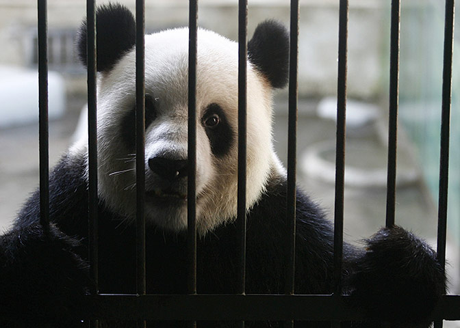 24 hours in pictures: 6-year-old male panda Weiwei in Wuhan 