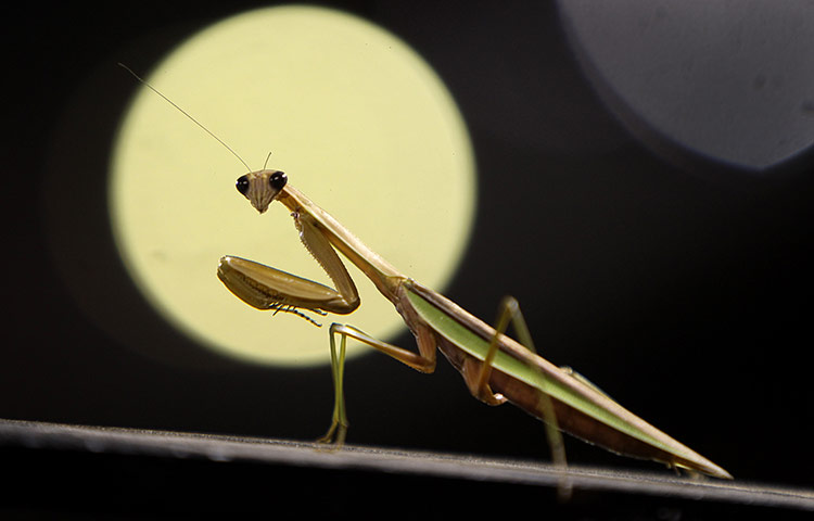 24 hours in pictures: A praying mantis watches a baseball game in st. louis