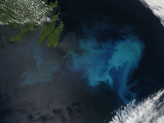 Satellite Eye on Earth: Phytoplankton off of the coast of Newfoundland