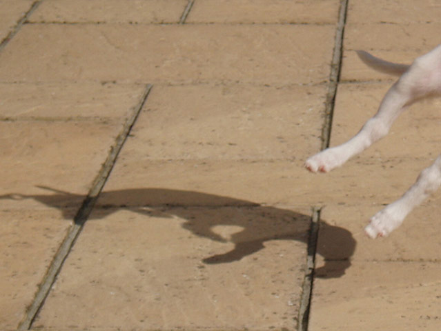 Jump: Shadow of a dog jumping by Graham Williams