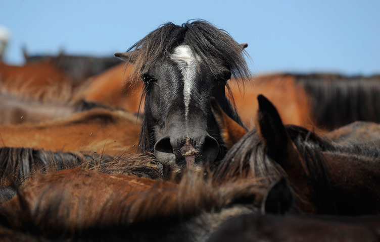 24 hours in pictures: Wild horses at the Rapa das Bestas festival, Sabucedo, Spain