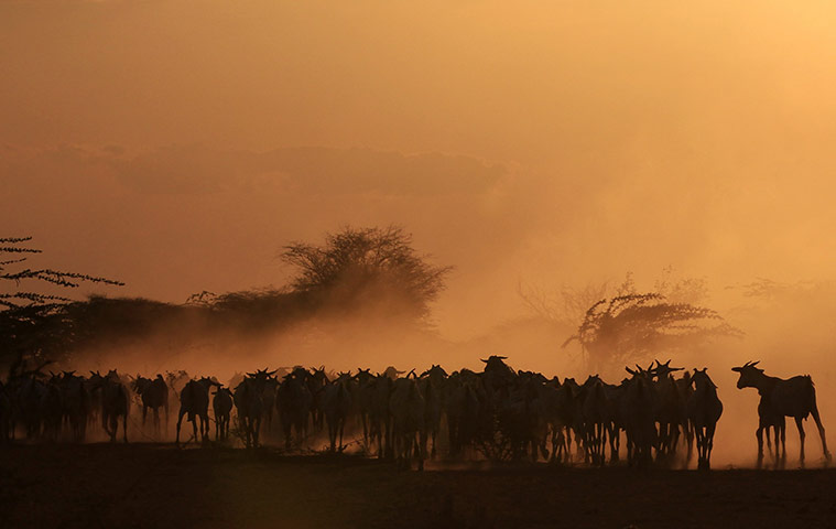 24 Hours: A herd of goats are seen in a field during sun-set at the Ifo refugee camp