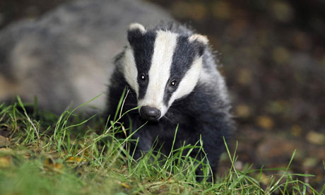 Badger cull