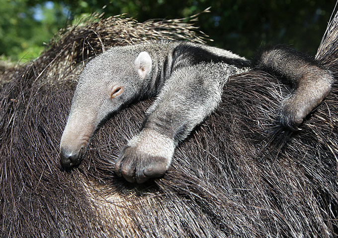 24 hours: Halle, Germany: A newborn baby anteater on its mother's back at Bergzoo
