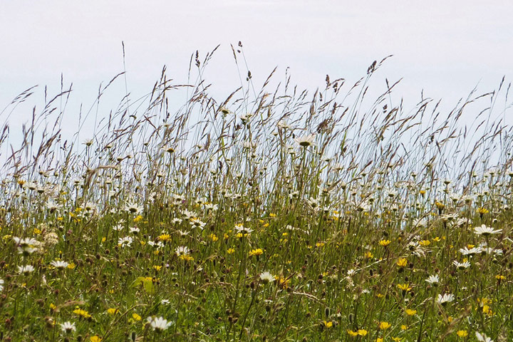 Green shoots: on Meadow
