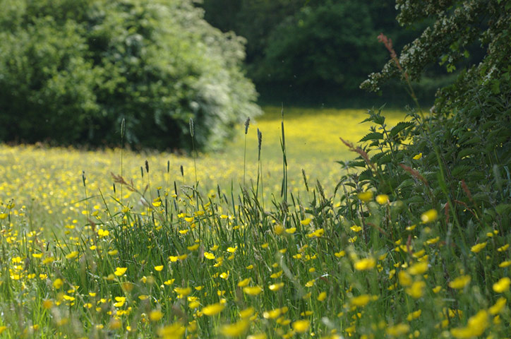 Green shoots: on Meadow