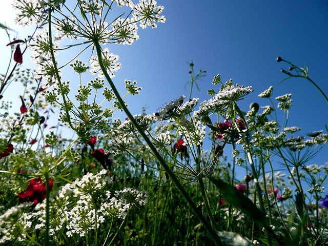 Green shoots: on Meadow