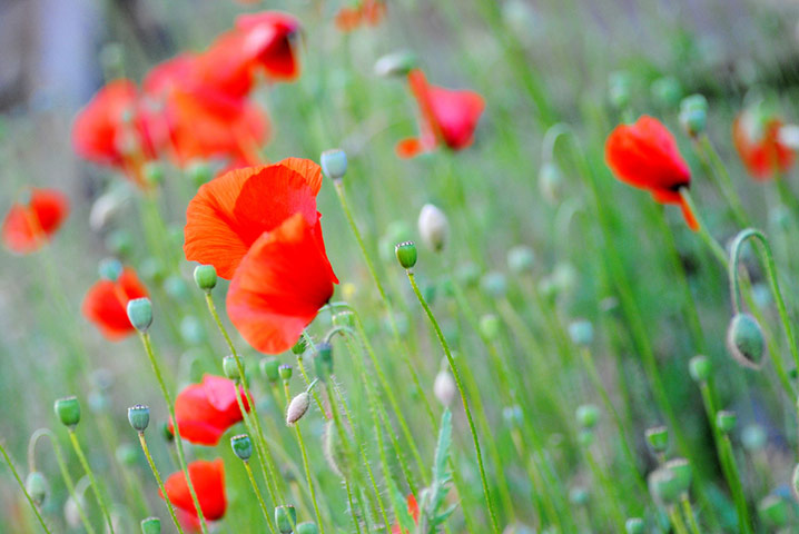 Green shoots: on Meadow