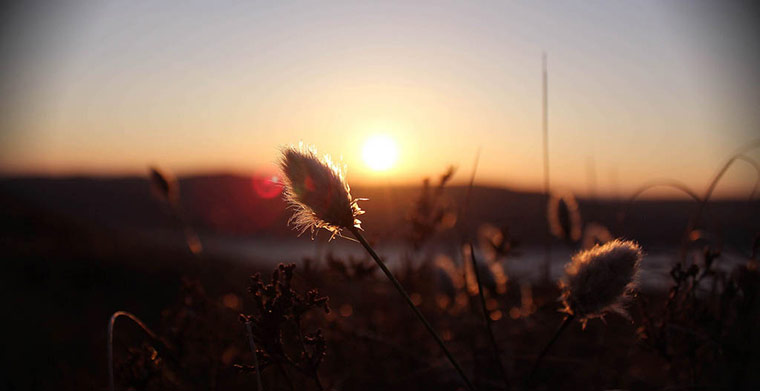 Green shoots: on Meadow