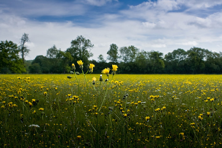 Green shoots: on Meadow