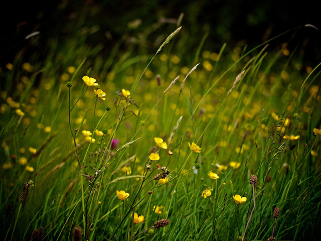 Green shoots: on Meadow