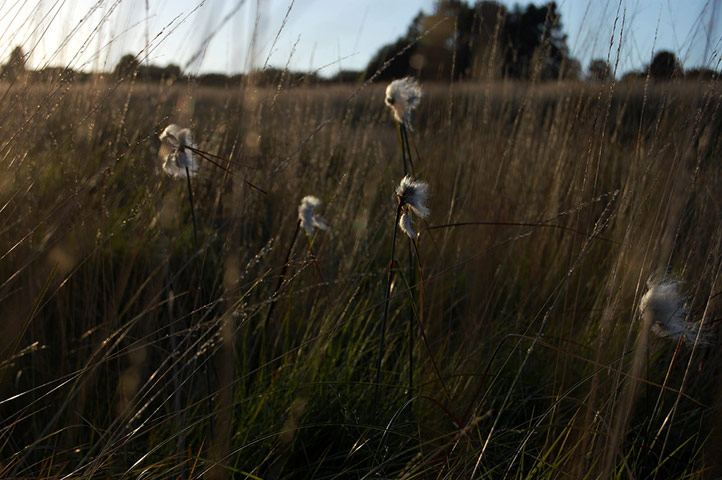 Green shoots: on Meadow