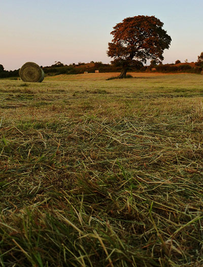 Green shoots: on Meadow