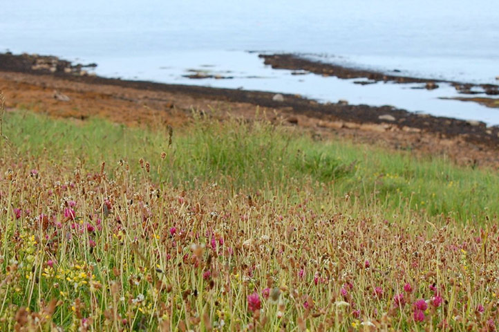 Green shoots: on Meadow