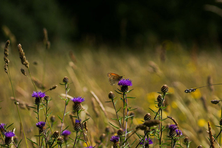 Green shoots: on Meadow