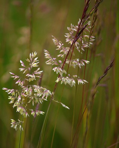 Green shoots: on Meadow