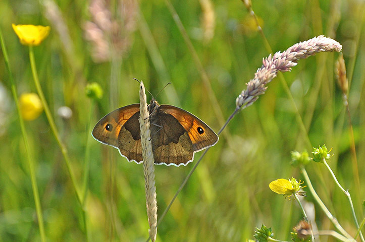 Green shoots: on Meadow