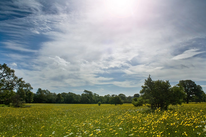 Green shoots: on Meadow