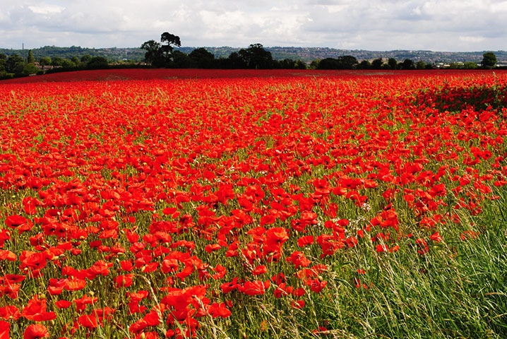 Green shoots: on Meadow