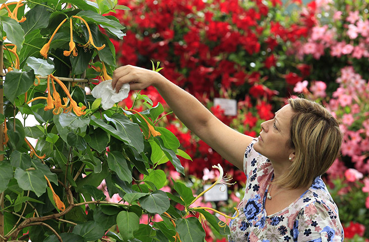 Hampton Court flowers: A giant burmese honeysuckle on the Old Walled Garden stand