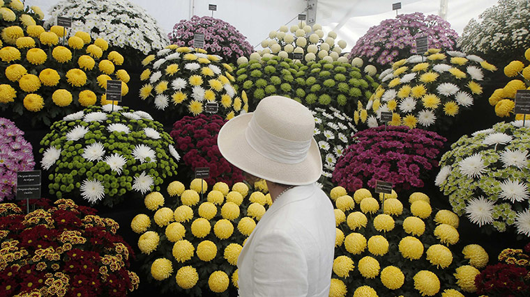 Hampton Court flowers: A visitor looks at  a stand displaying chrysanthemums