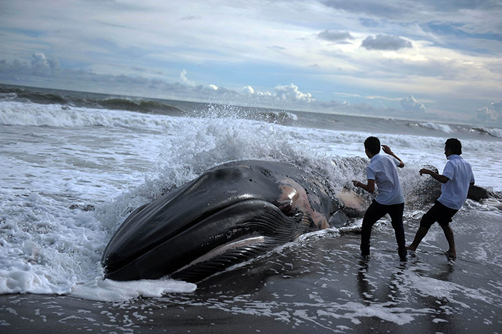 24 hours in pictures: Two boys look at the body of a beached humpback whale, San Salvador