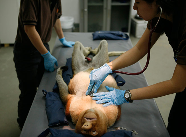 24 hours in pictures: A vet places a stethoscope on a male Proboscis monkey at Singapore Zoo