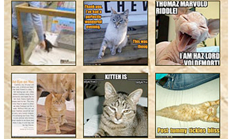 I Can Has Cheezburger