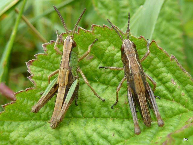 Green shoots: on meadow