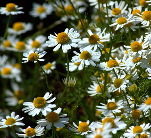Green shoots: on meadow