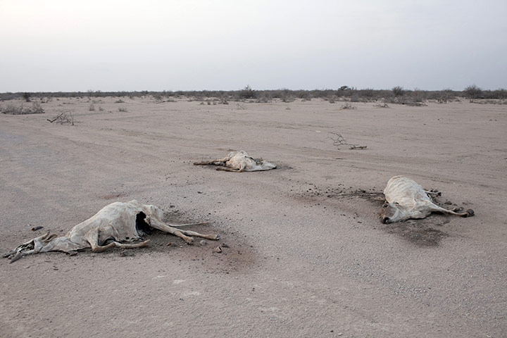 East Africa food crisis: drought and Somali refugees in Kenya