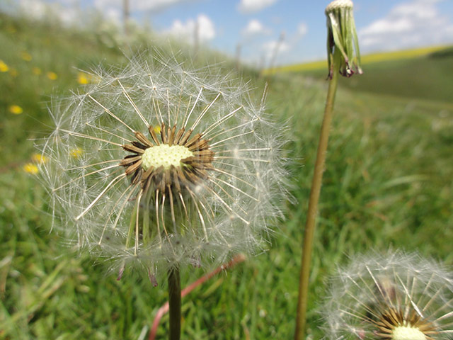 In pictures: Dandelion clock by Stuart Forsyth
