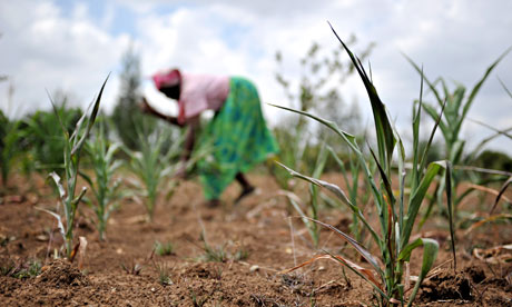 A Kenyan farmer bags dried up maize sprouts