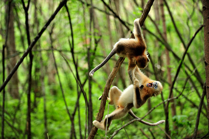 Week in wildlife: CHINA-HUBEI-SHENNONGJIA-GOLDEN MONKEY-PROSPEROUS (CN)