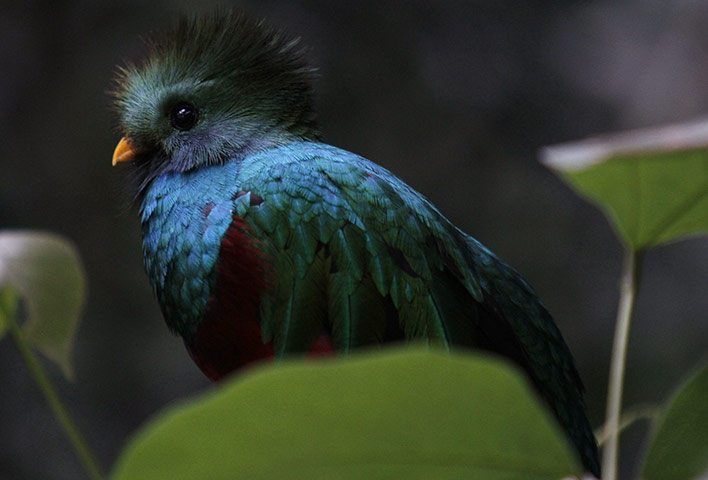 Week in wildlife: A Quetzal is seen inside a cage at the 