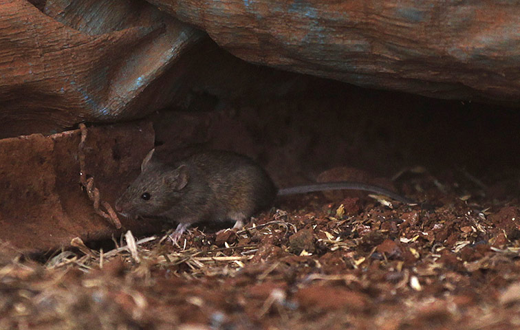 Week in wildlife: A mouse runs away from a silo in a farm near Parkes
