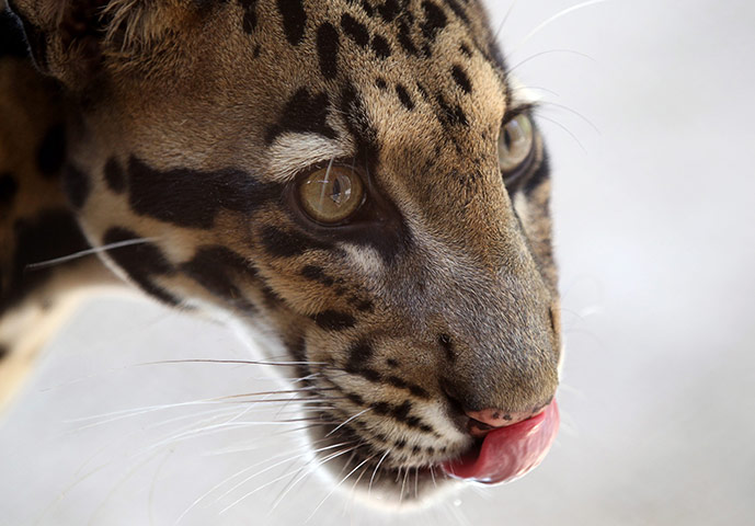 Week in wildlife: World's first Clouded Leopard breeding center 