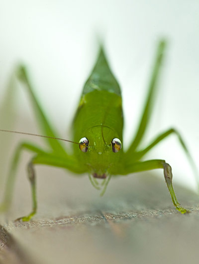 Week in wildlife: Joanne Williams wildlife images - 2011