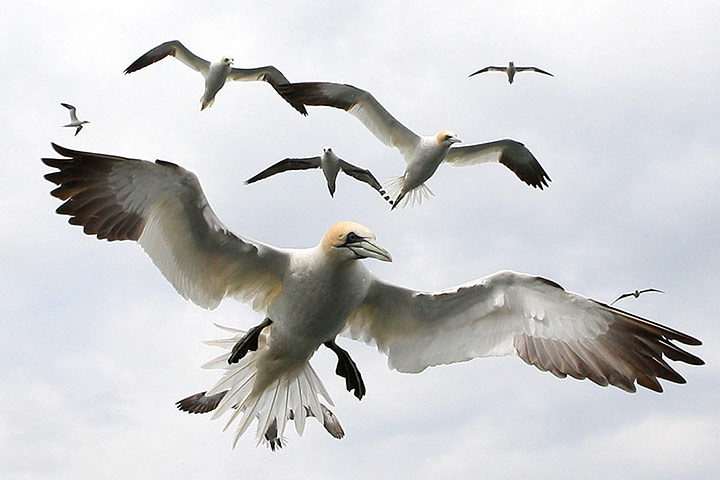 Week in wildlife: Seabird populations in decline