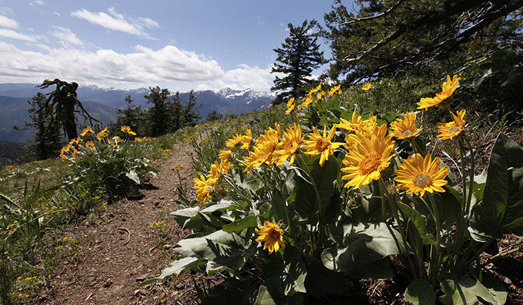 Week in wildlife: summit of Lookout Mountain